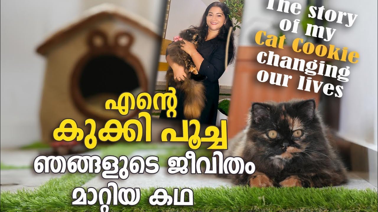 ഒറ്റപ്പെടലിൽ നിന്ന് സന്തോഷത്തിലേക്ക് — ഒരു പൂച്ച കാരണം”