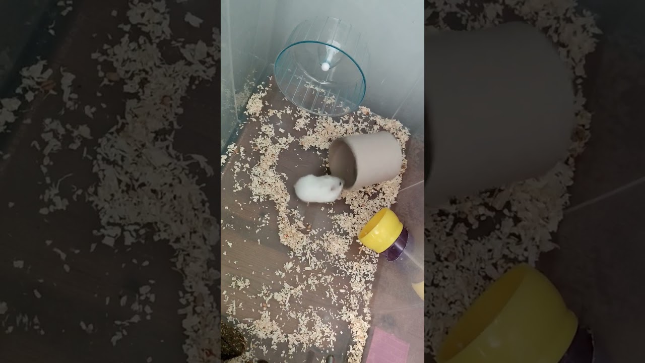 Playtime hamster 🐹🐹♥️