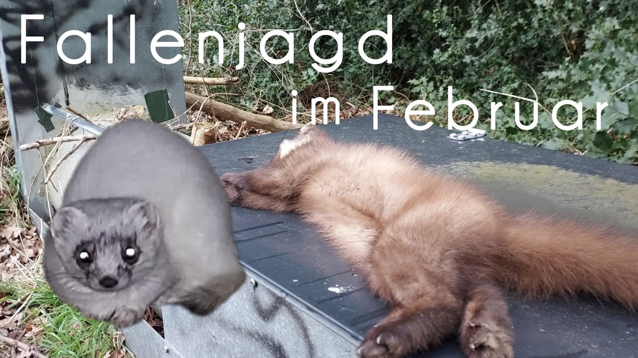 Viele Fänge im Endspurt und einmal Pech - Fallenjagd für die Artenvielfalt #jagd #fallenjagd