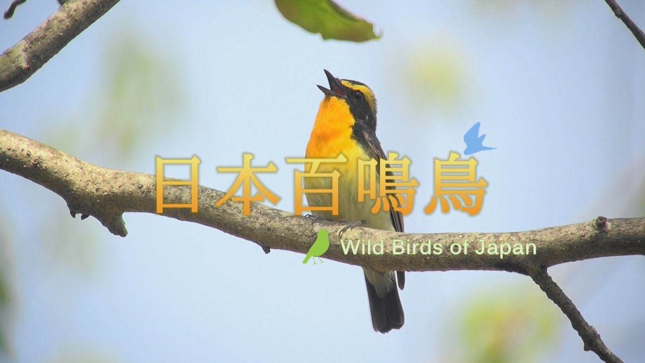 『日本百鳴鳥 202 にほんひゃくめいちょう』トレーラー・本編 ver.