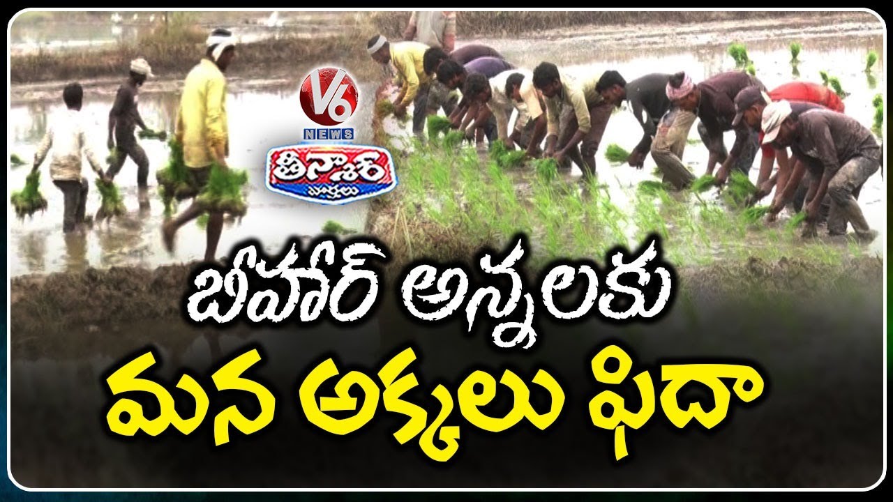 Labour Shortage Hits Yasangi Season, Bihar Workers Step In for Paddy Plantation | V6 Teenmaar