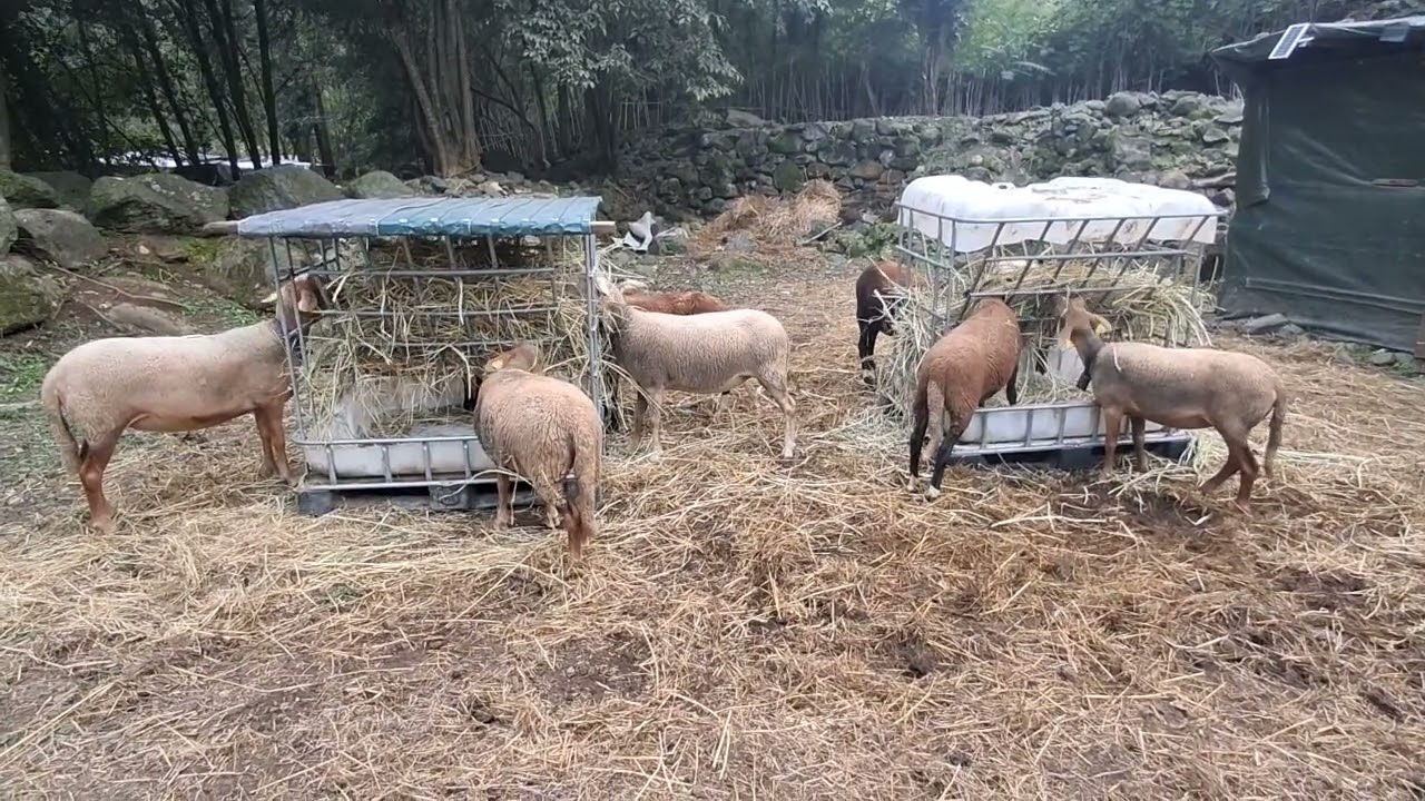 A comer pasto seco 🐏🐑