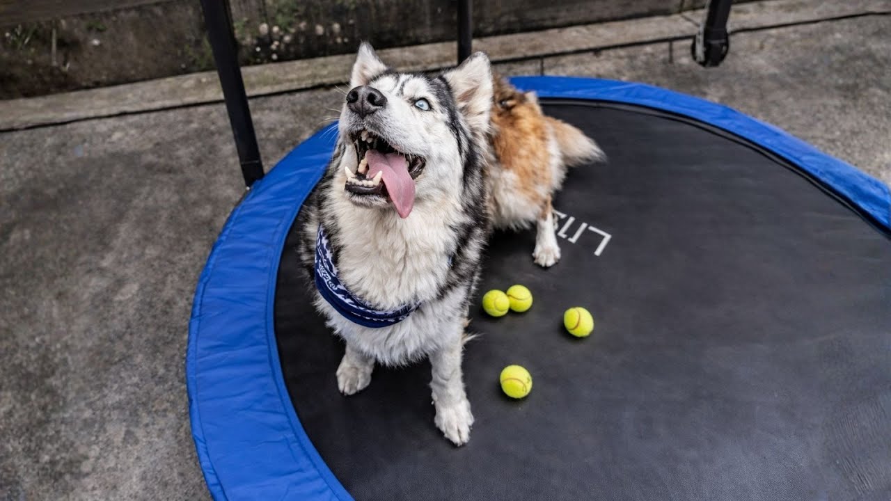Nadie podía controlar a este husky  hasta que la cama elástica lo cambió todo