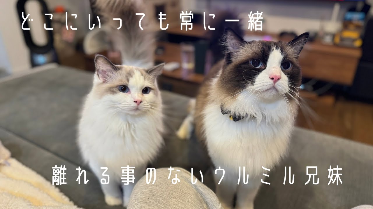 どこにいっても常に一緒　離れる事のないウルミル兄妹