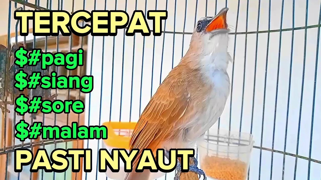 trucukan gacor sangat ampuh memancing emosi trucukan DIAM dan untuk pancingan trucukan agar bunyi