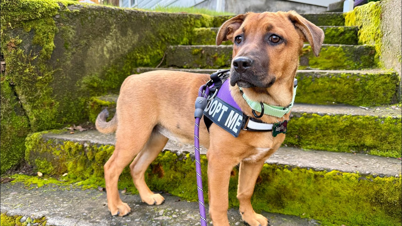 Meet La Garza, an adoptable puppy from Throw a Dog a Bone