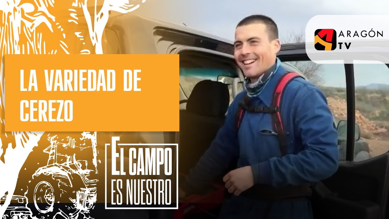 Hoy cambia la variedad de cerezo a su parcela