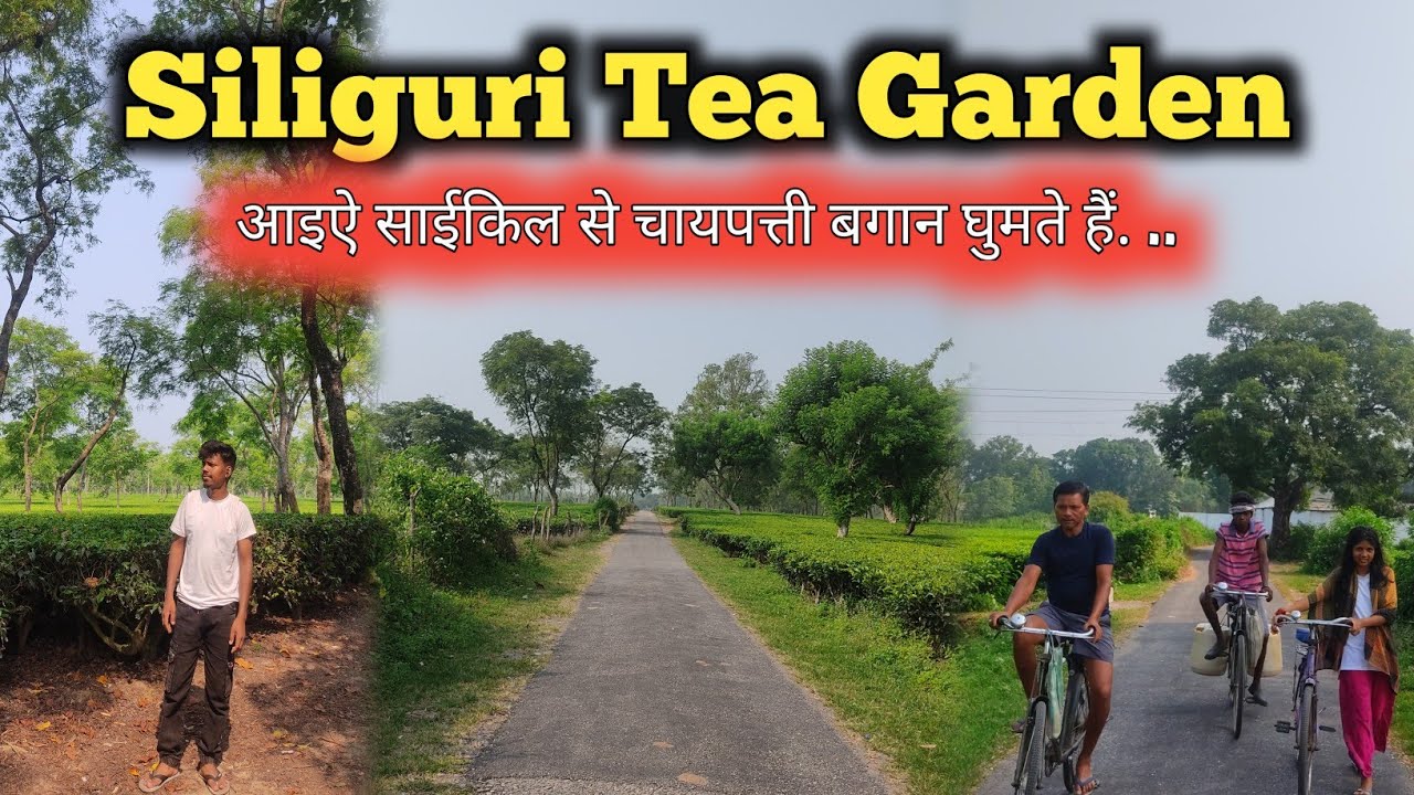 Siliguri Tea Garden 🌿| West Bengal | सिल्लीगुड़ी का चायपत्ती बगान | Locals Home Tour 🏡 | Saby Minz