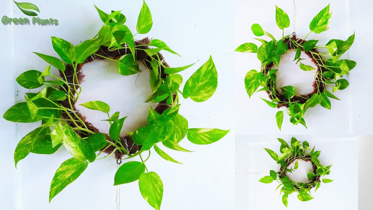 Make a Money plant Wreath Living Wall Wedding Decoration//GREEN PLANTS