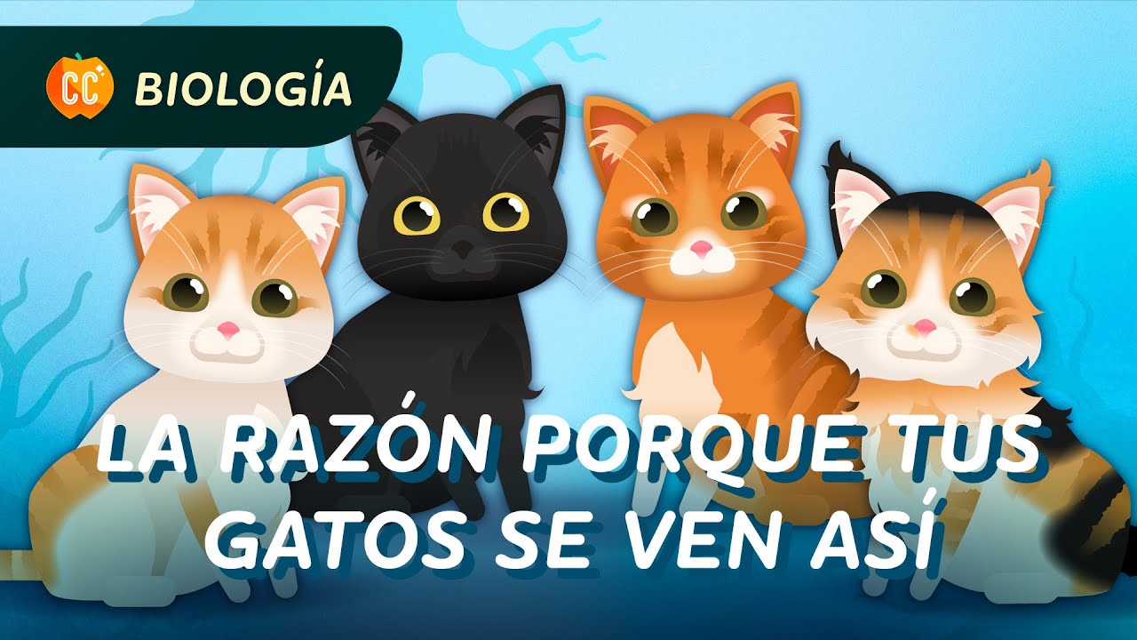Por qué tu gato se ve así (Genética simple): Crash Course Biología #31