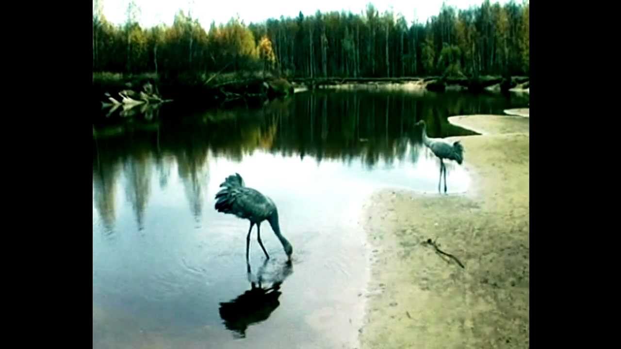 Максим Трошин Журавли (монтаж Фролов Ю.С.).mp4