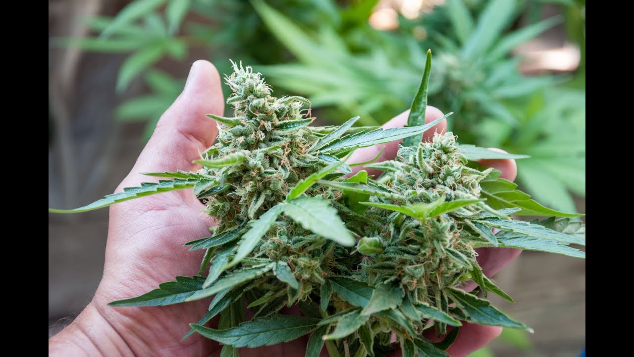 How to get past marijuana convictions expunged in Arizona