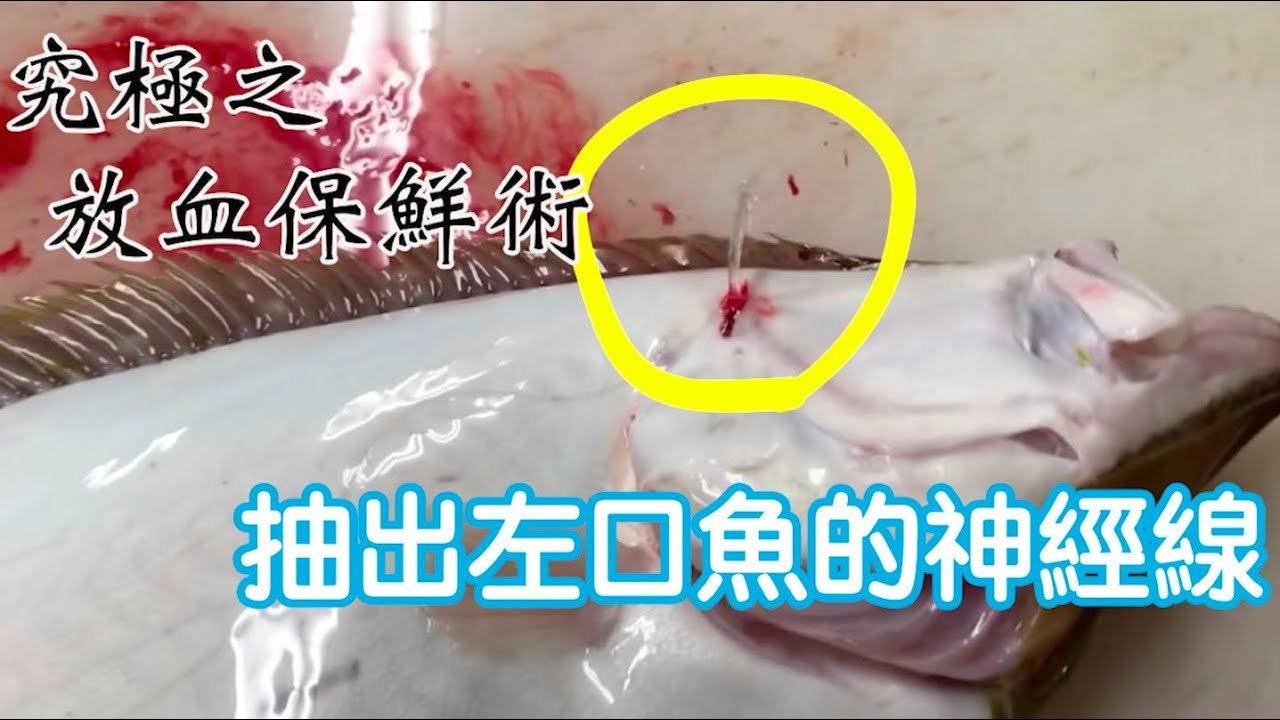 最佳方法活製左口魚 津本式究極之放血術