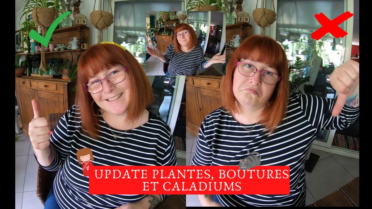 UPDATE 🌿 PLANTES_BOUTURES et CALADIUMS 🌿Que sont-ils devenus❓