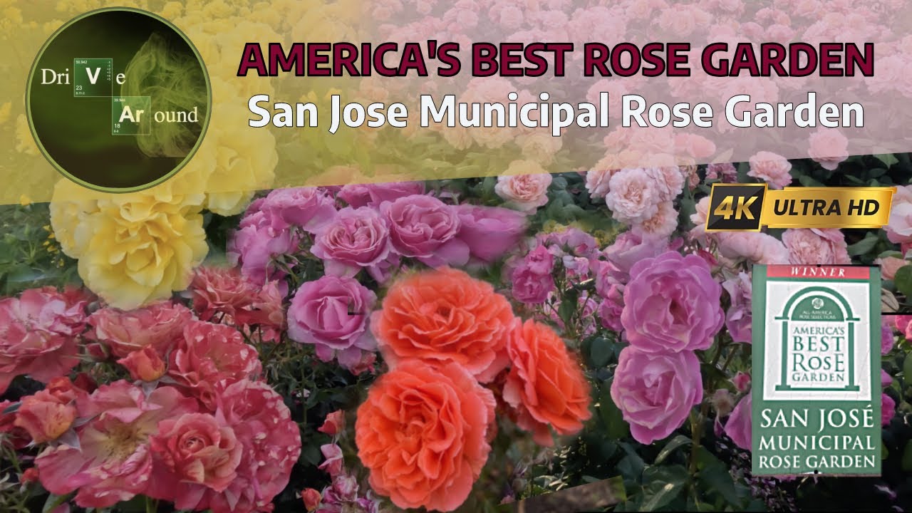 San Jose Municipal Rose Garden | A Floral Paradise in California 🌹| [4K]