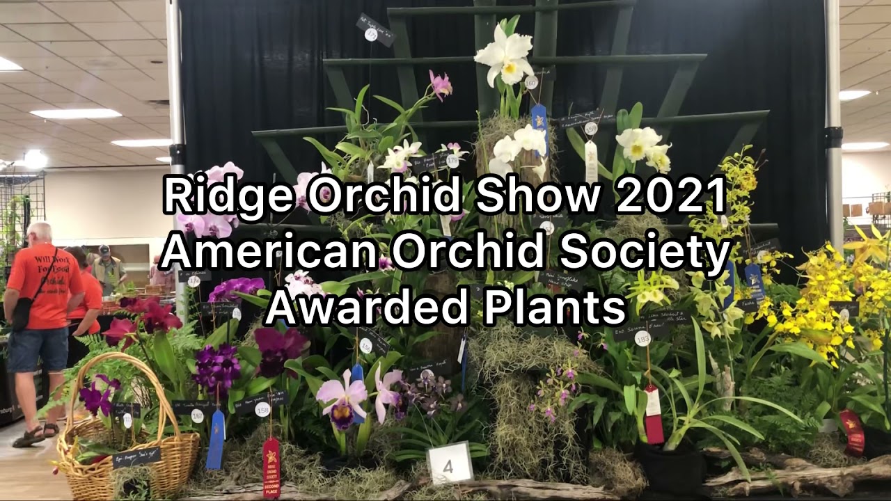 Ridge Orchid Show 2021 American Orchid Society Awarded Plants