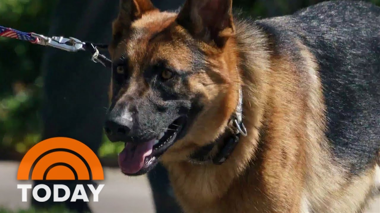 Biden’s dog Commander involved in another biting incident