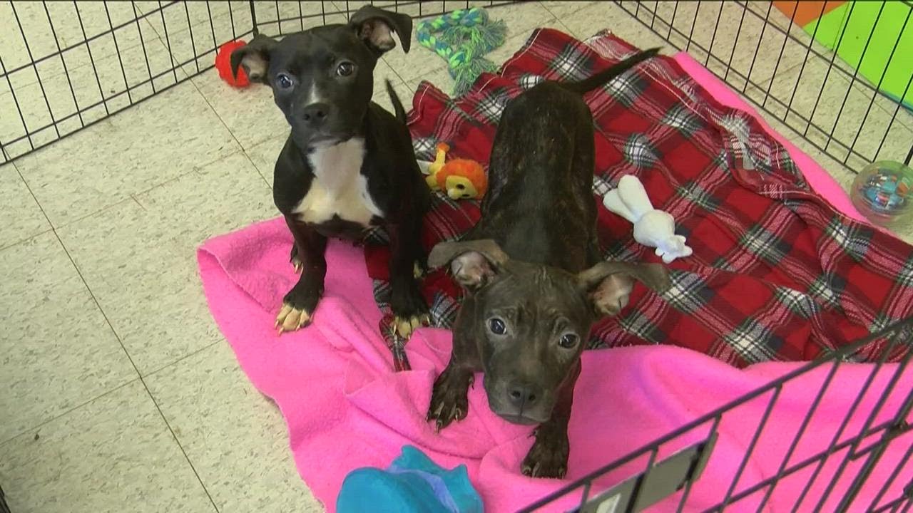 The harsh reality of 'backyard breeding': Toledo Humane Society staff explains