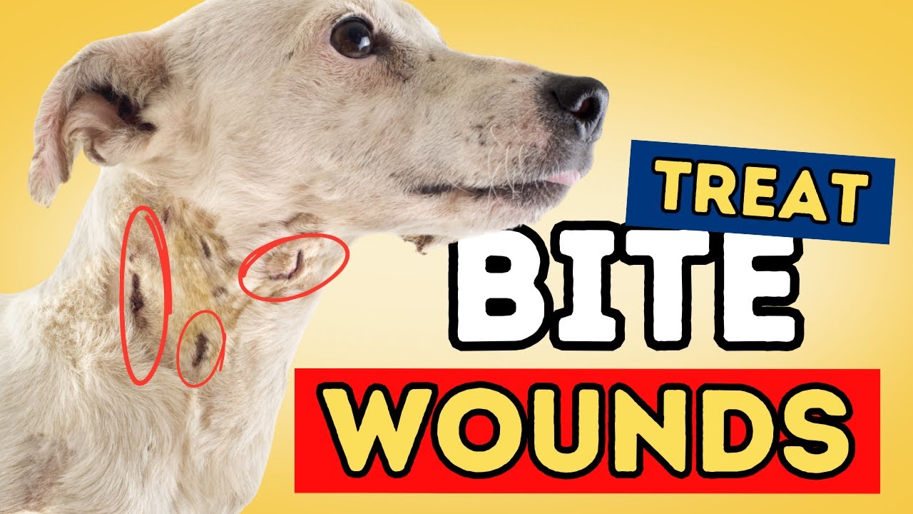 Abscess and Bite Wounds: Treating At Home