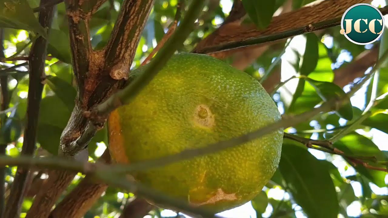 LA VIDA EN EL CAMPO AL NORTE DE NICARAGUA.