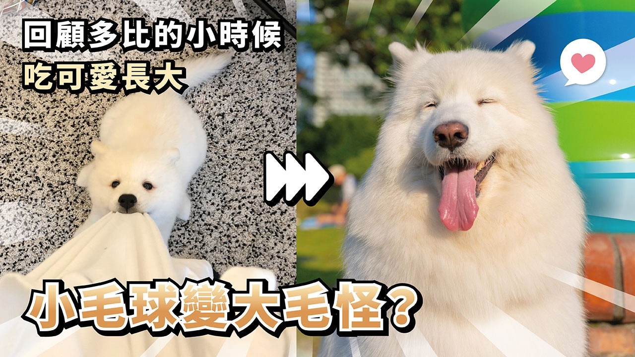 『小毛球變大毛怪？』回顧多比的小時候，吃可愛長大(薩摩耶多比Dobby is free)