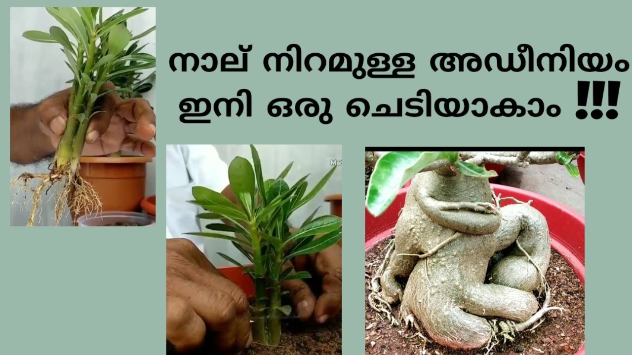 Make Bonsai Adenium by 4 different colors