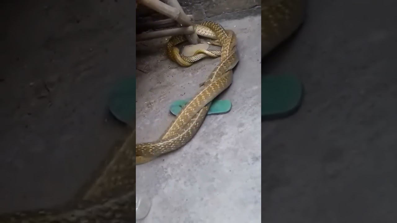 Dance of two snakes🪱🪱🪱🪱🪱beautiful🪱🪱