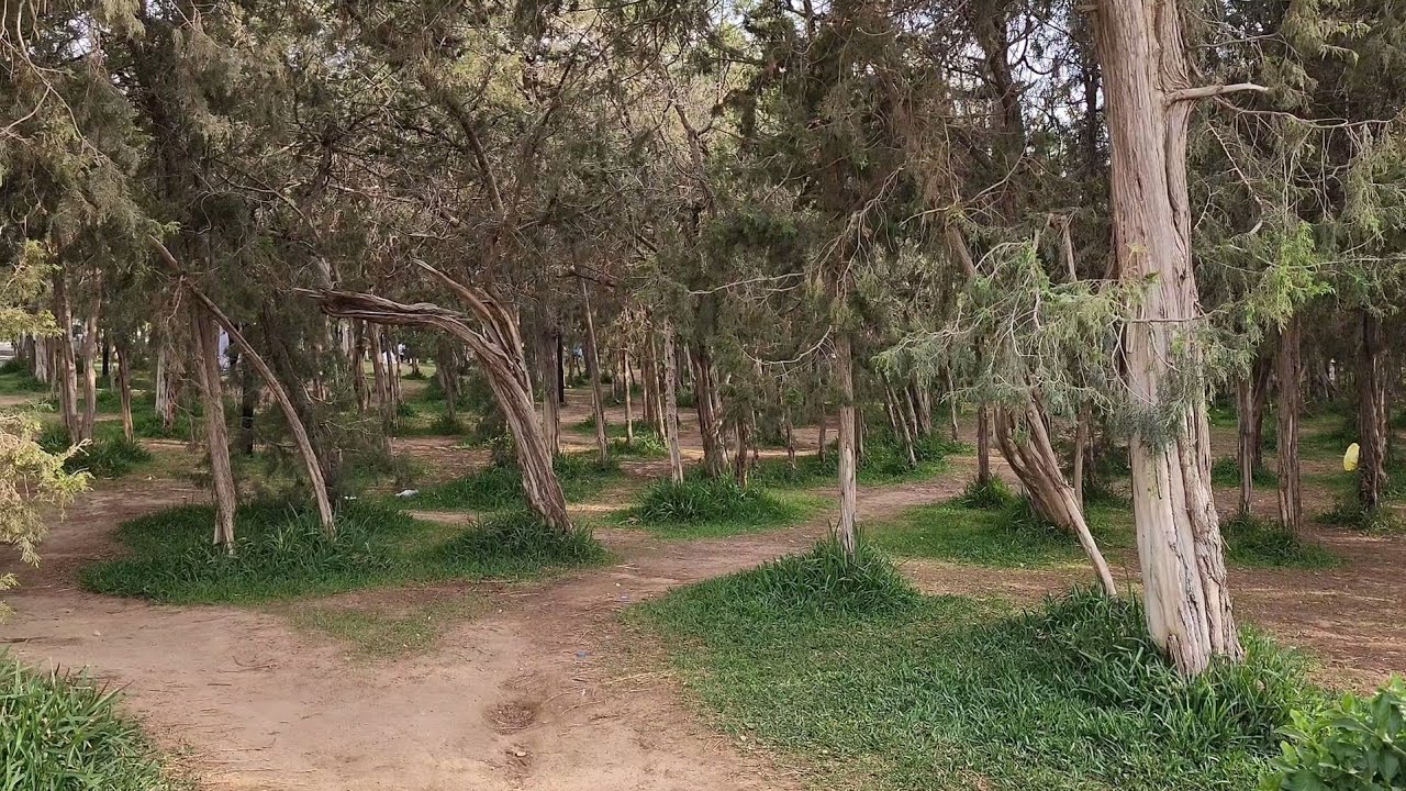 أجمل مكان سياحي في منطقة الباحة منتزه غابة رغدان