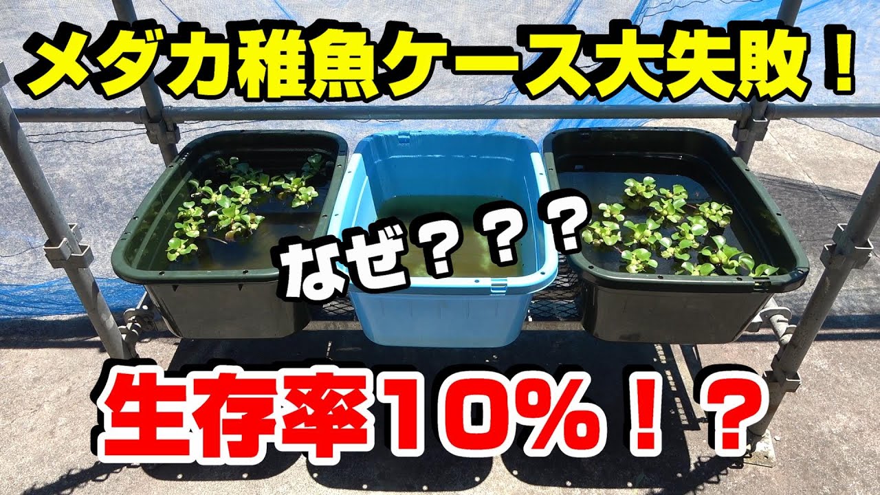 【失敗】メダカの繁殖でやらかした・・・なぜ？？？【メダカのビオトープ】