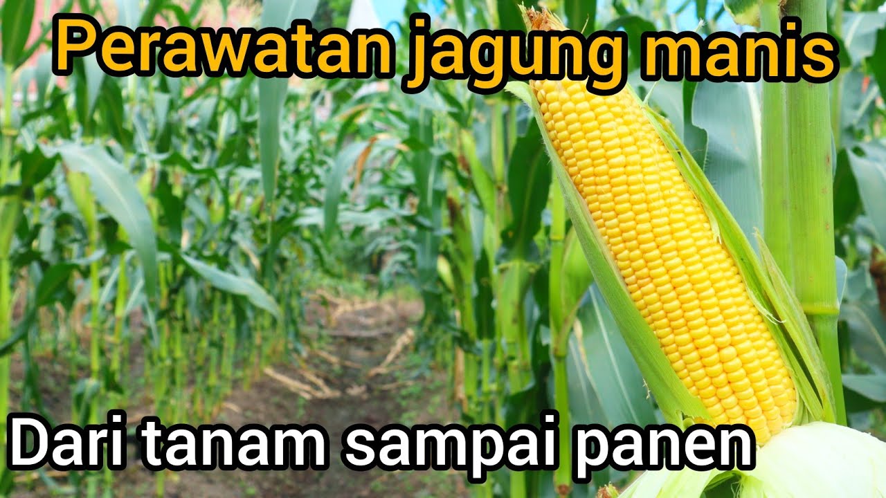Cara perawatan jagung manis dari tanam sampai panen tumbuh subur dan hasilnya maksimal