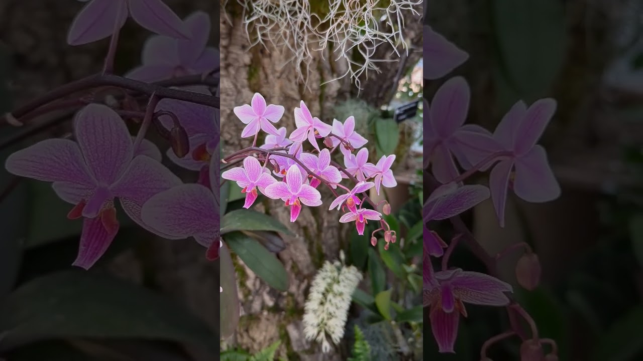 🌸 Missouri Botanical Garden's beautiful orchid exhibit is truly a breathtaking sight to behold!