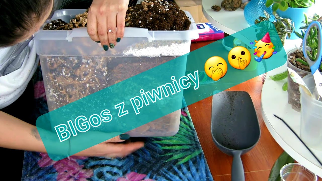 BIGOS ...najlepsza mieszanka dla moich roślin #bigos #kwiaty #uprawa