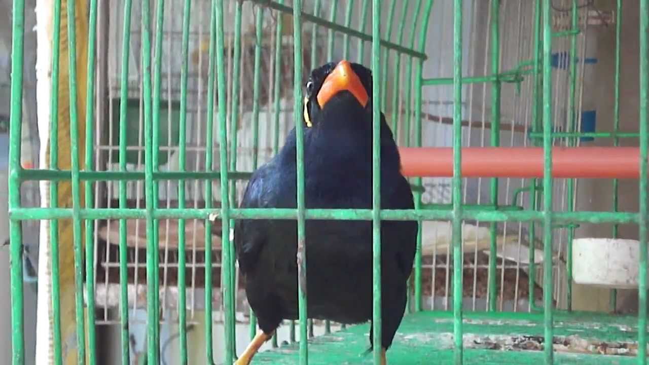 Gwen my Talkative Mynah