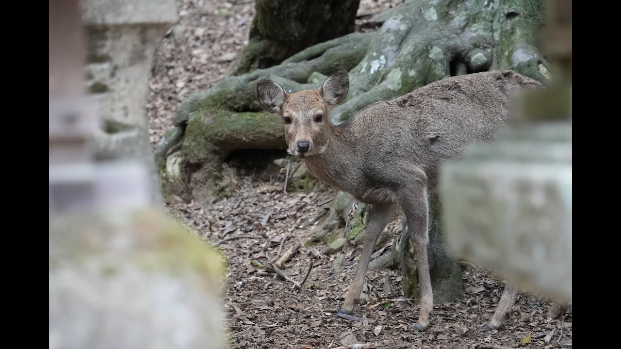 Japonia: Nara