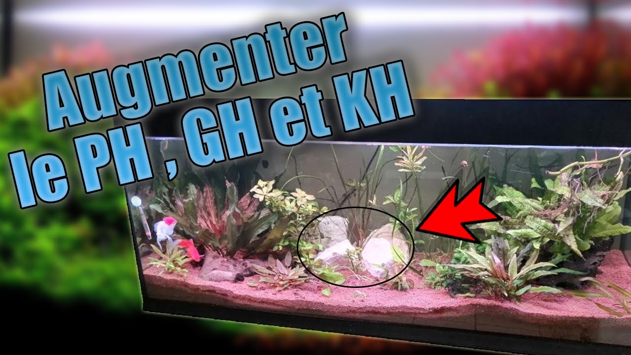 Augmenter le PH, GH et KH d'un Aquarium !