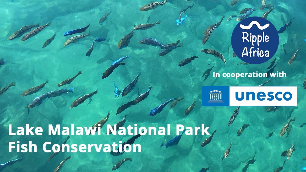 Fish Conservation Lake Malawi - UNESCO World Heritage Site - Ripple Africa