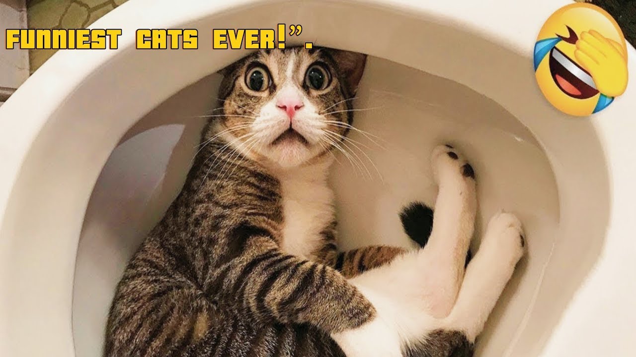 Funny Cat Compilation Funniest Cats Clip 2026 Funny Cat Videowhich means it’s a funny cat compilatio