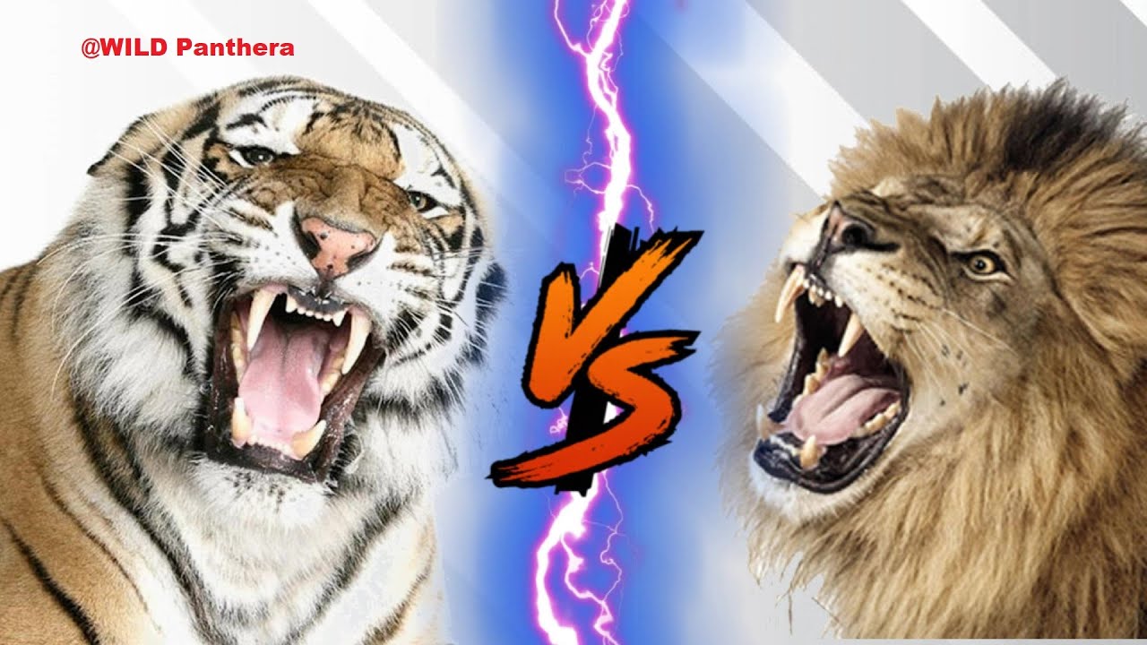 Рычание тигра против рычания льва - Tiger VS Lion Growl