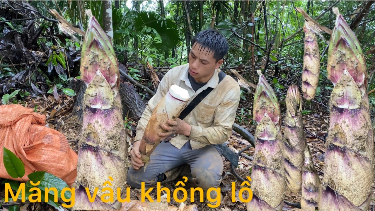 Măng vầu Bắc Kạn khổng lồ 🦋