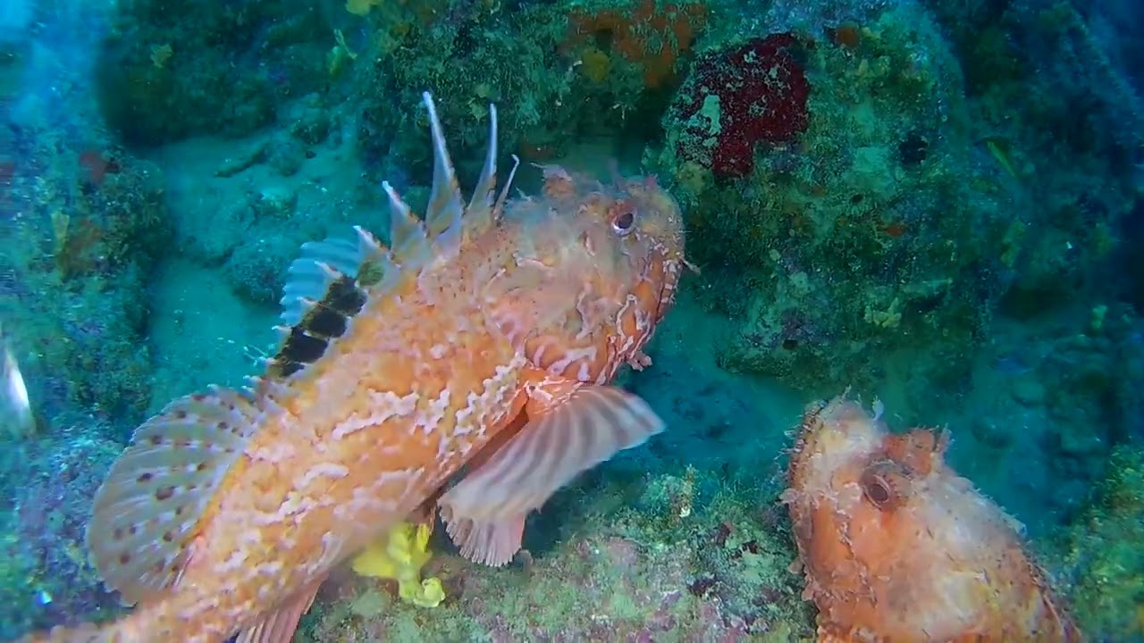 Immersione subacquea a Punta delle Cannelle, Capo D'Arco, Isola D'Elba