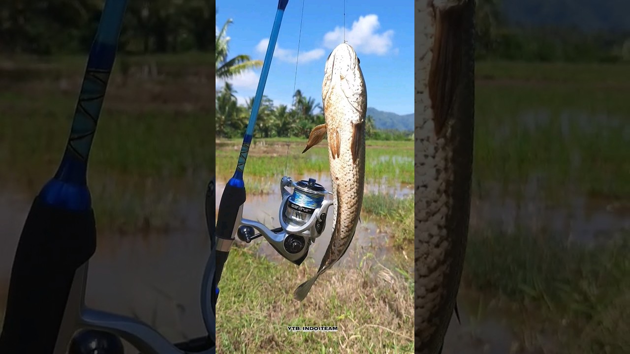 tak nyangka parit kecil ini isinya babon-babon 