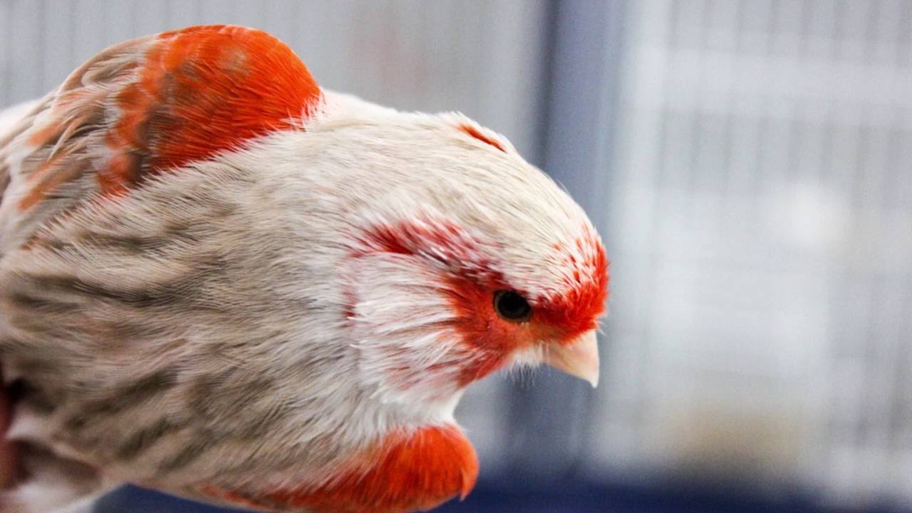 Canaries Red Factors | Red Mosaics | Yorkshires 2016