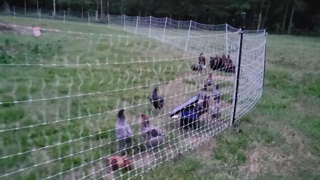 Kunekune pigs exploring their new pasture 6-28-25 