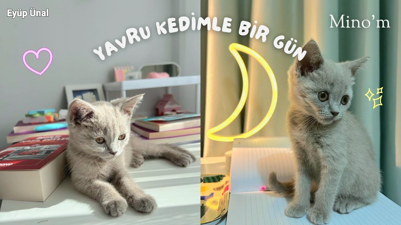Yavru Kedimle Bir Gün 💖 || a day with my kitten