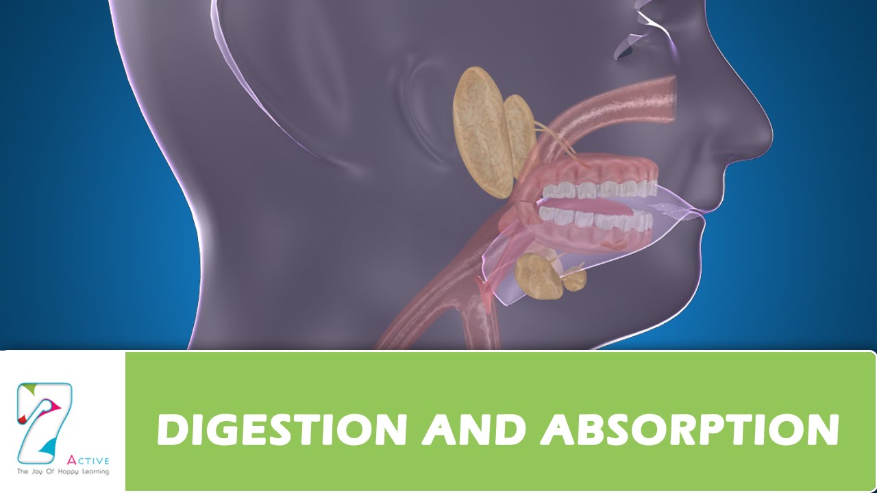 DIGESTION AND ABSORPTION