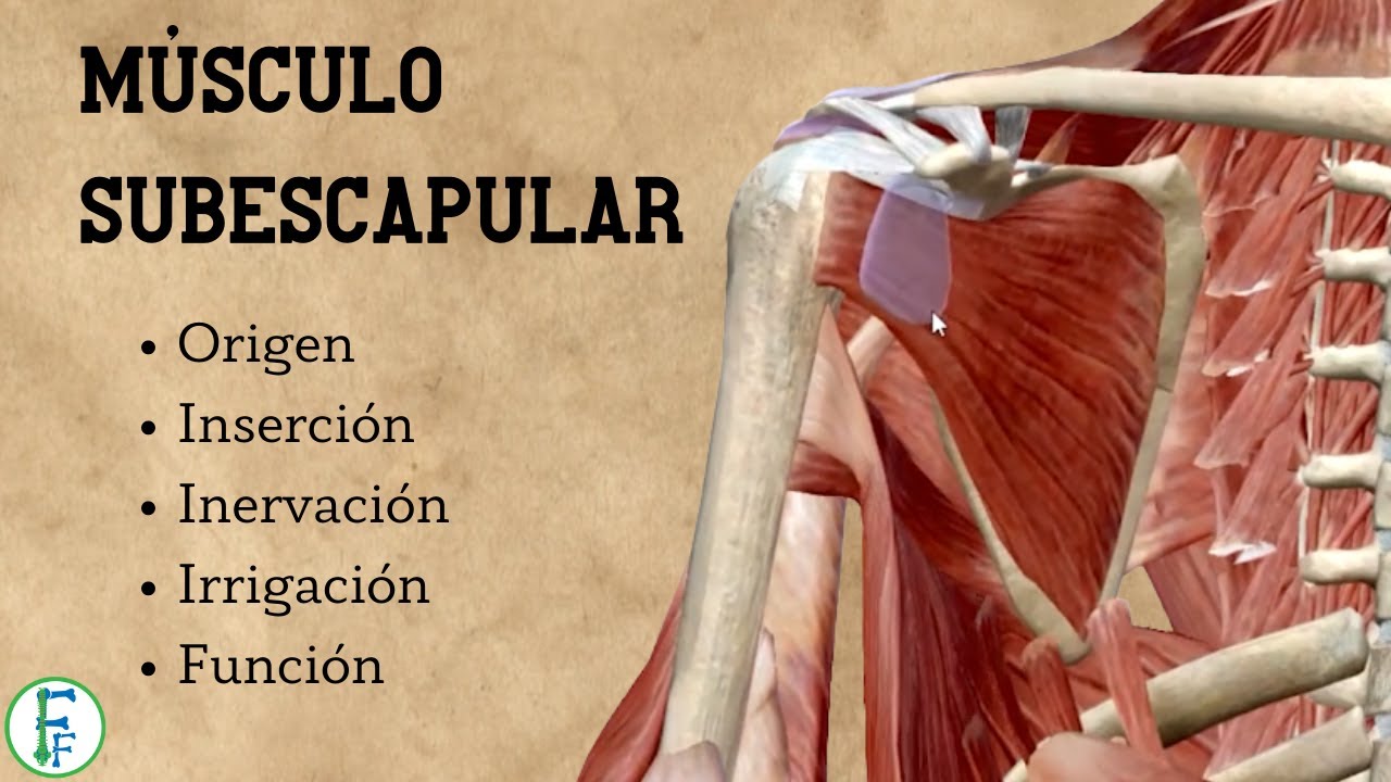 Maguito Rotador | Musculo Subescapular