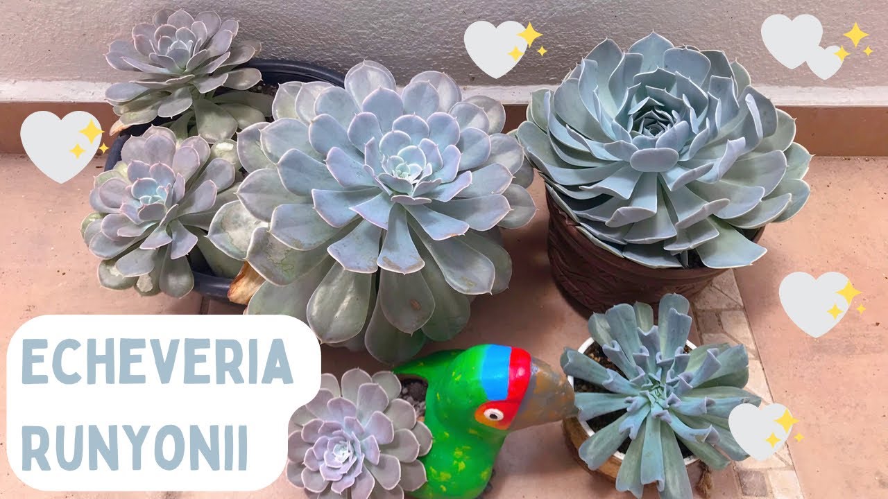 Echeveria Runyonii | 3 variedades | diferencias + cuidados