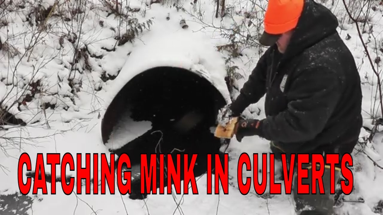 TRAPPING MINK IN CULVERTS WITH EASE