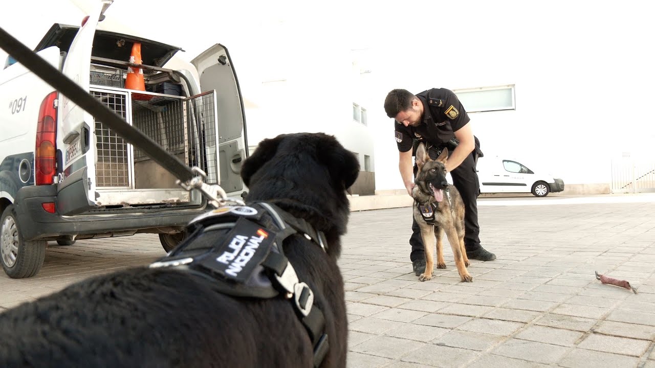 Leia y Babor, los dos nuevos fichajes de la Policía Nacional