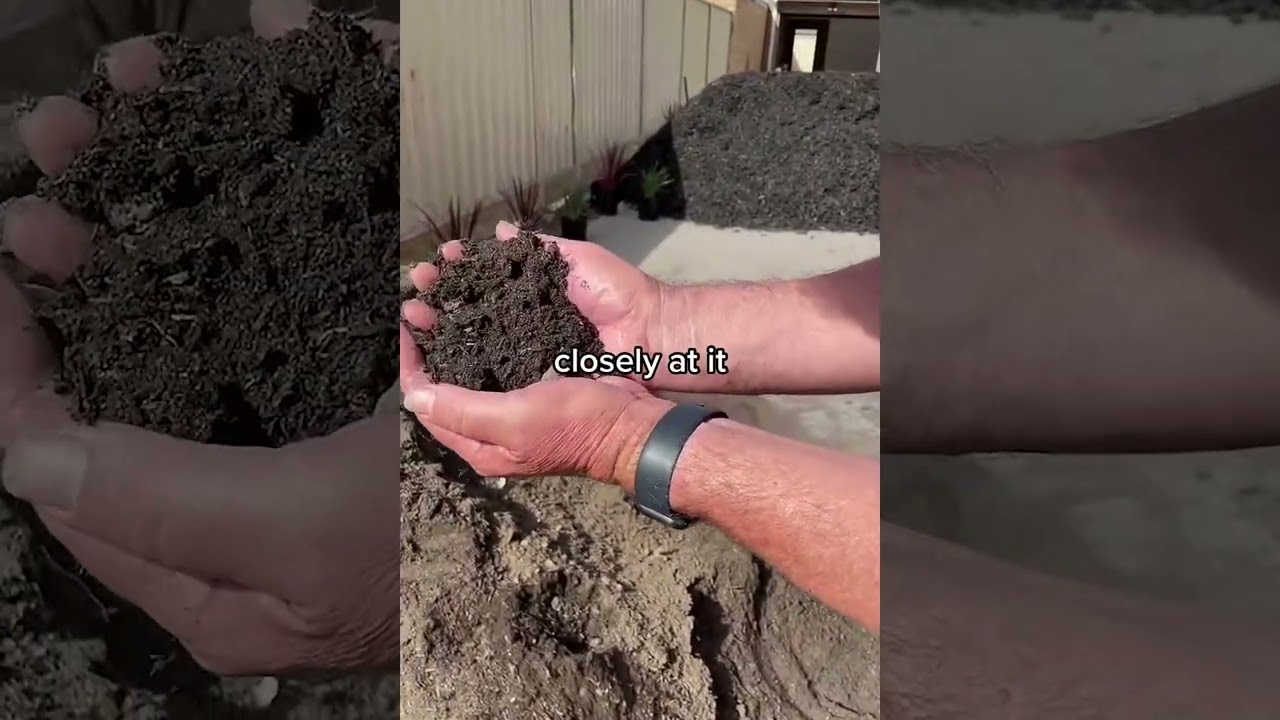 Plants Dying on You? This is How to Fix Toxic Soil